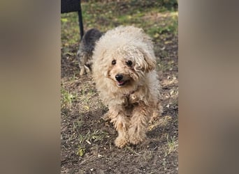 Krempita wurde nicht gut behandelt