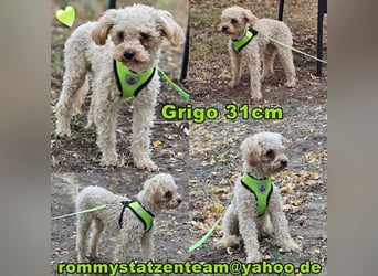 Grigo hat einen guten und cleveren Charakter