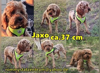 Jaxo ist eine sensible Seele