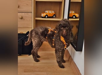 Juria ist klug, charmant und sensibel (45739 Oer-Erkenschwick)