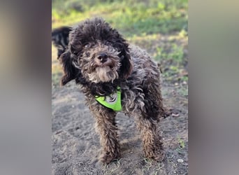 Smokey sucht ein ländliches Zuhause