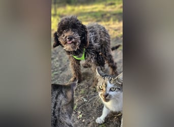 Smokey sucht ein ländliches Zuhause