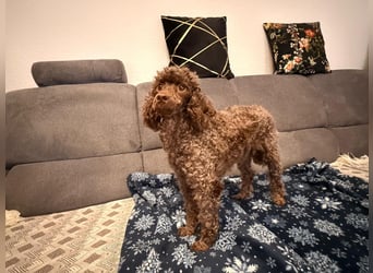 Juria ist klug, charmant und sensibel (45739 Oer-Erkenschwick)