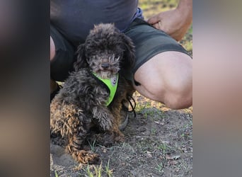 Smokey sucht ein ländliches Zuhause