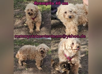 Krempita wurde nicht gut behandelt