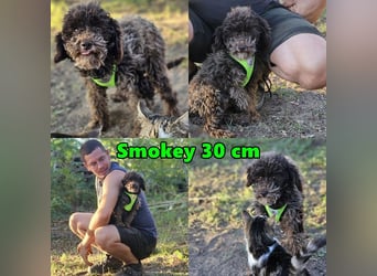 Smokey sucht ein ländliches Zuhause
