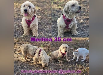 Merlina möchte alles richtig machen