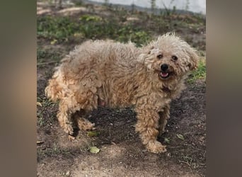 Krempita wurde nicht gut behandelt