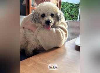 Pepe auf Pflegestelle