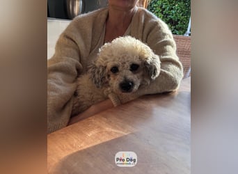 Pepe auf Pflegestelle