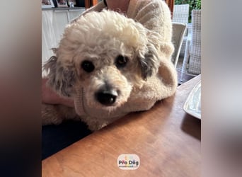 Pepe auf Pflegestelle