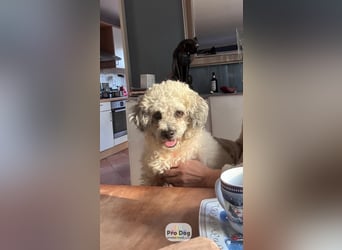 Pepe auf Pflegestelle