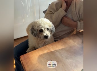 Pepe auf Pflegestelle