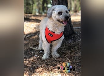 Pepe auf Pflegestelle