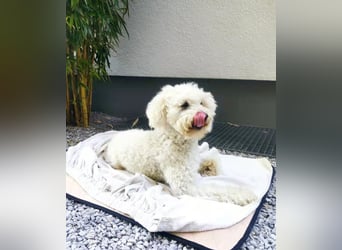 ROCKY (Aufenthaltsort: 50996 Köln)