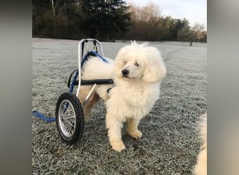 ROCKY (Aufenthaltsort: 50996 Köln)