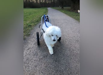 ROCKY (Aufenthaltsort: 50996 Köln)