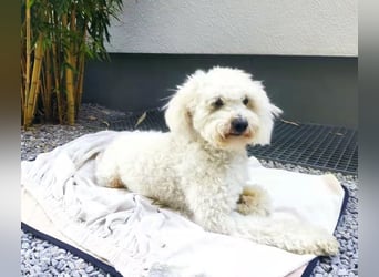 ROCKY (Aufenthaltsort: 50996 Köln)