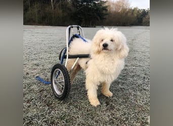 ROCKY (Aufenthaltsort: 50996 Köln)