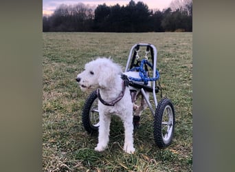 ROCKY (Aufenthaltsort: 50996 Köln)