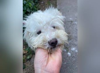 BALOU - liebevoller Hundebub