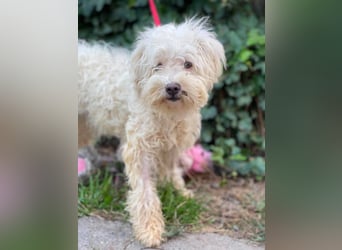 BALOU - liebevoller Hundebub