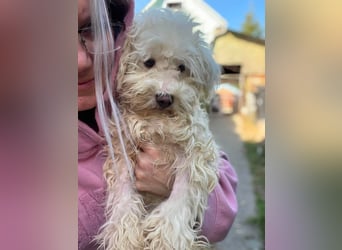 BALOU - liebevoller Hundebub