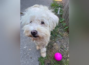 BALOU - liebevoller Hundebub