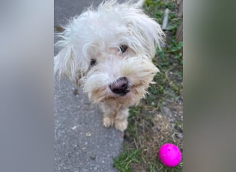 BALOU - liebevoller Hundebub