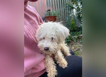 BALOU - liebevoller Hundebub