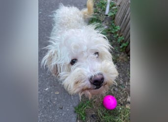 BALOU - liebevoller Hundebub