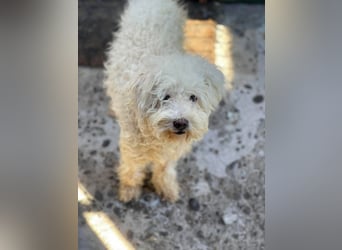 BALOU - liebevoller Hundebub