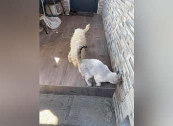 BALOU - liebevoller Hundebub