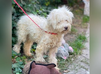 BALOU - liebevoller Hundebub
