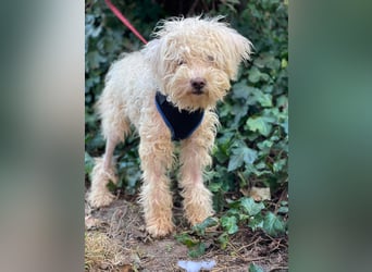 BALOU - liebevoller Hundebub