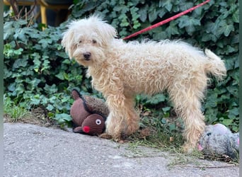 BALOU - liebevoller Hundebub