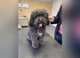 Picture, kleiner Mini Pudel ist bereit für dich