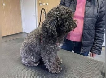 Picture, kleiner Mini Pudel ist bereit für dich