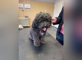 Picture, kleiner Mini Pudel ist bereit für dich