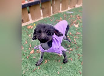 Rami kleiner Pudel gerettet aus Vermehrersituation braucht Dich