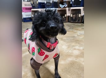 Rami kleiner Pudel gerettet aus Vermehrersituation braucht Dich