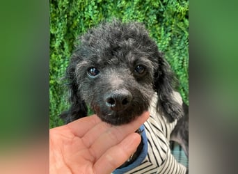 Rami kleiner Pudel gerettet aus Vermehrersituation braucht Dich