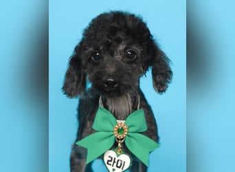 Rami kleiner Pudel gerettet aus Vermehrersituation braucht Dich