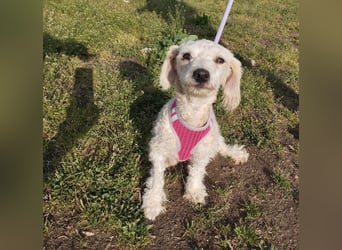 Pudel-Bedlington Terrier Mix FELICE sucht ihr Glück!