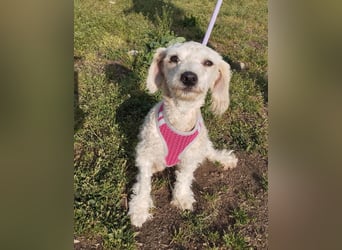 Pudel-Bedlington Terrier Mix FELICE sucht ihr Glück!