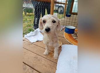 Pudel-Bedlington Terrier Mix FELICE sucht ihr Glück!