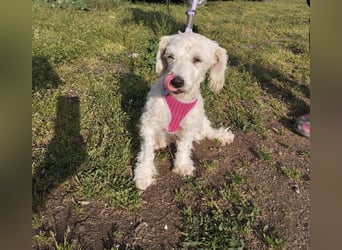 Pudel-Bedlington Terrier Mix FELICE sucht ihr Glück!