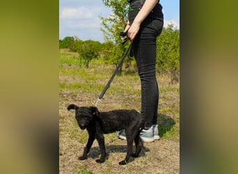 Rina, Pudel Pumi/ Puli Mix, geb, 2024, aktive, quirlige Junghündin