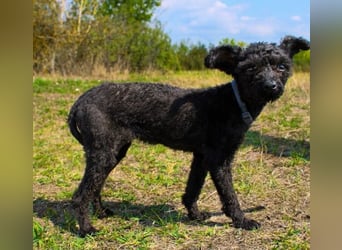 Rina, Pudel Pumi/ Puli Mix, geb, 2024, aktive, quirlige Junghündin