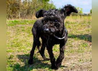 Rina, Pudel Pumi/ Puli Mix, geb, 2024, aktive, quirlige Junghündin